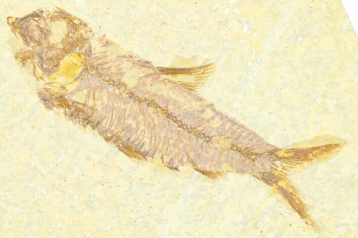 Detailed Fossil Fish (Knightia) - Wyoming #379305